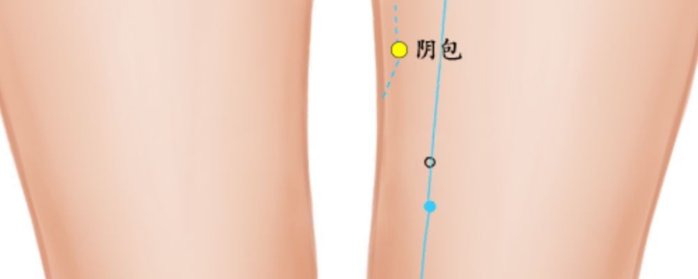 陰包穴位的準確位置圖