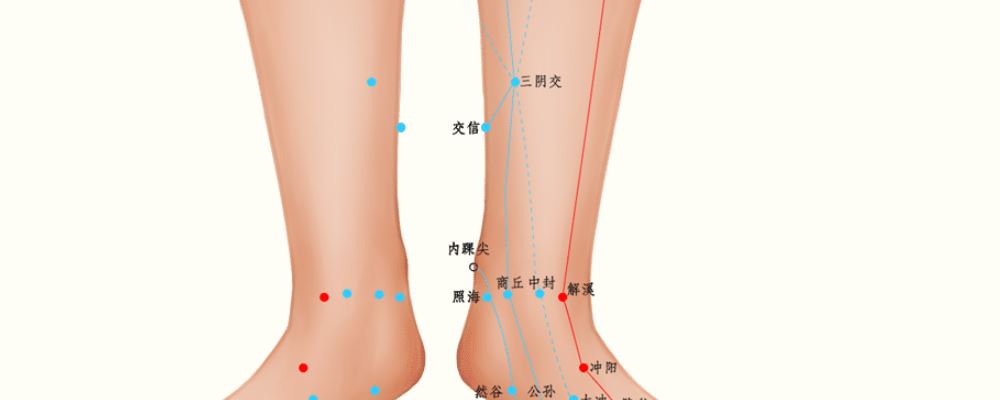 交信穴位的準(zhǔn)確位置圖