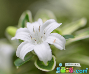 綠植知識–六月雪養(yǎng)殖方法及功效作用