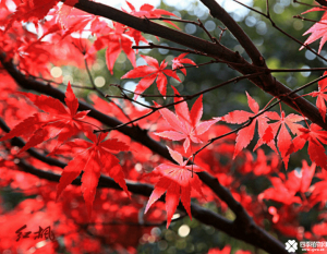 雞爪槭和紅楓的區(qū)別有哪些？教大家如何快速區(qū)分它們的方法！