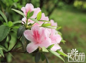 杜鵑花的特點(diǎn)有哪些，杜鵑花的作用是什么(凈化空氣)