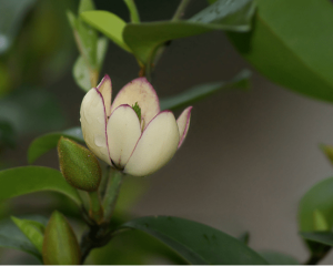 含笑花一年可以開幾次花?含笑花花期怎么管理控制?