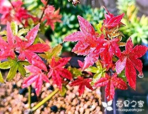 盆栽紅楓，留意養(yǎng)護(hù)“要點(diǎn)”，葉片不干不卷曲，紅紅火火滿枝頭