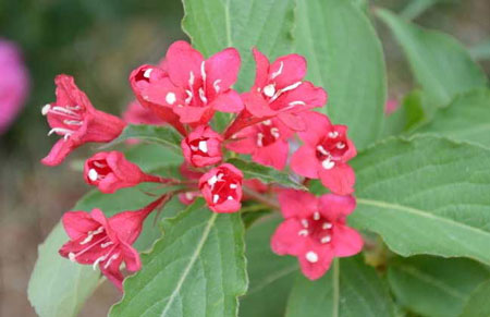 花卉植物錦帶花的盆栽方法和養(yǎng)殖注意事項（圖片）