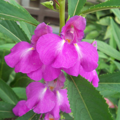 鳳仙花的藥用價(jià)值：鳳仙花的藥用功效與作用及禁忌