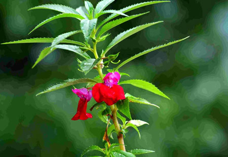 鳳仙花怎么種植？鳳仙花的種植方法和栽培技術(shù)