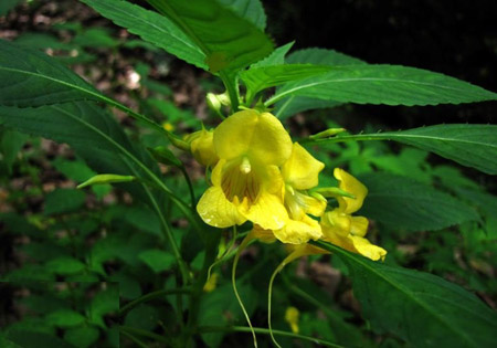 黃花鳳仙花圖片及簡介