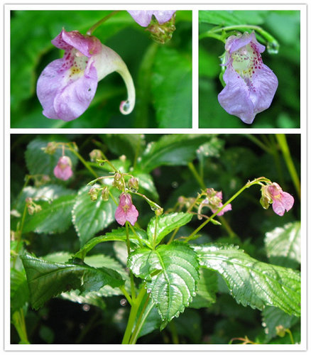 東北鳳仙花圖片及簡介