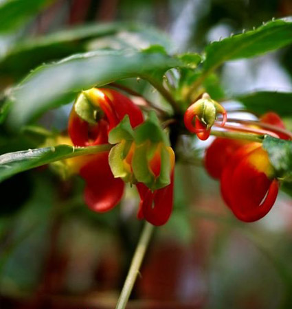 剛果鳳仙花圖片及簡介