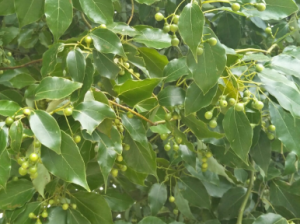 香樟樹葉子作用與功效介紹！香樟樹的樹皮的作用介紹！