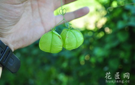 風(fēng)鈴花的藥用功效及其作用