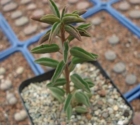 多肉植物名稱及圖片——灰背椒草