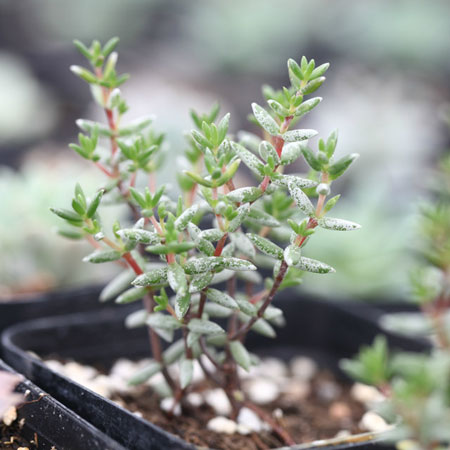 多肉植物名稱及圖片——普諾莎