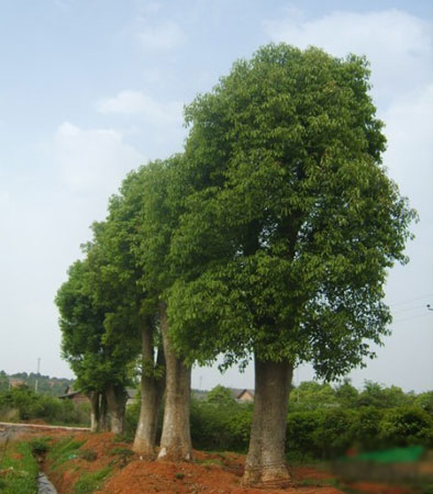 香樟樹怎么栽種？樟樹的生態(tài)習性和對生長環(huán)境的要求