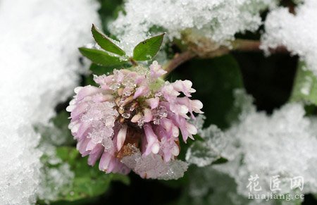 雪蓮花的藥用功效并沒(méi)那么傳奇