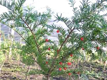 紅豆杉的品種介紹——東北紅豆杉圖片及簡介