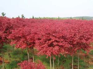 紅楓的種植方法以及日常養(yǎng)護(hù)事項(xiàng)