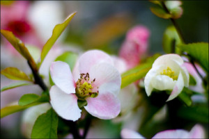 含笑花香味有毒嗎適合室內(nèi)養(yǎng)嗎 院子種含笑樹風水好嗎