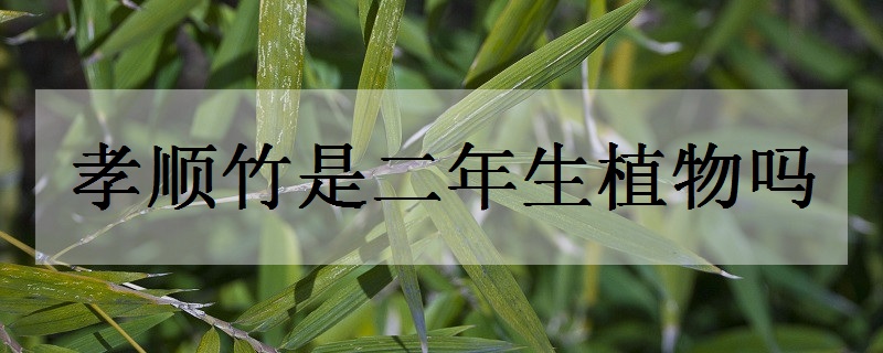 孝順竹是二年生植物嗎