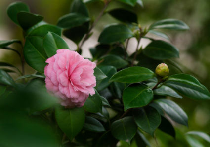 茶花常見(jiàn)病蟲(chóng)害防治 茶花病蟲(chóng)害用什么藥