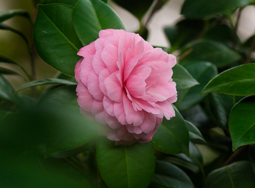 春天茶花怎么修剪 有哪些注意事項(xiàng)