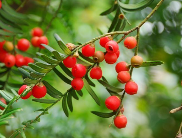 家里養(yǎng)紅豆杉吉不吉利 紅豆杉的風水意義是什么