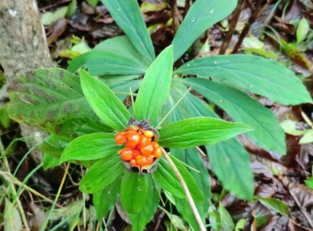 七葉一枝花如何種植 科學(xué)管理方法是什么