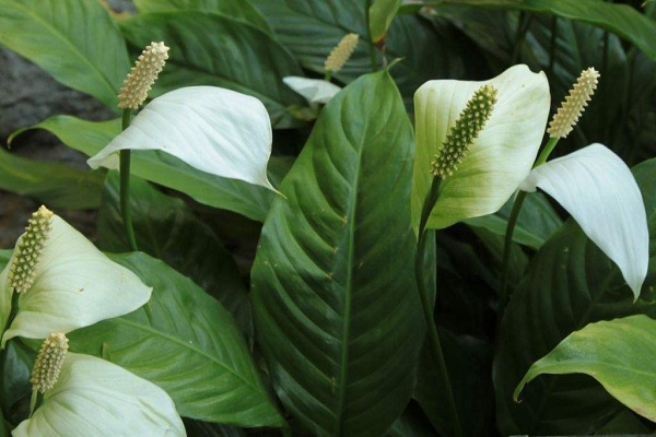 除甲醛植物有哪些 哪些植物凈化空氣效果好