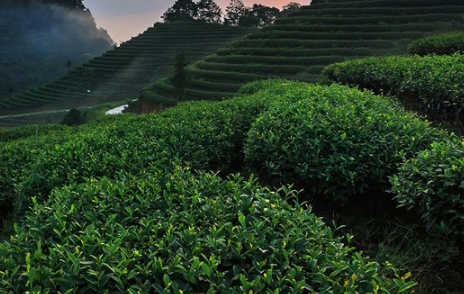 茶葉冬季清園注意什么 茶樹冬季怎么養(yǎng)殖