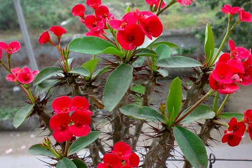 怎么讓虎刺梅開花 開花后怎么養(yǎng)護