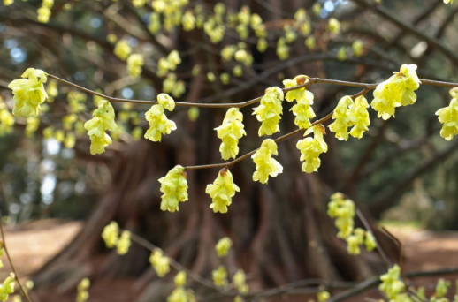 蠟瓣花是什么科 怎么養(yǎng)開花開的好