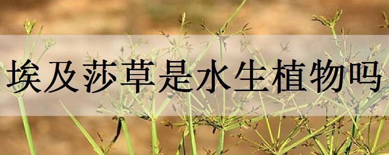 埃及莎草是水生植物嗎