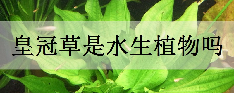 皇冠草是水生植物嗎