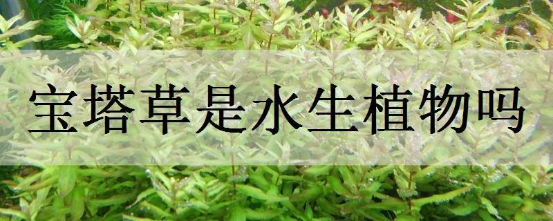 寶塔草是水生植物嗎