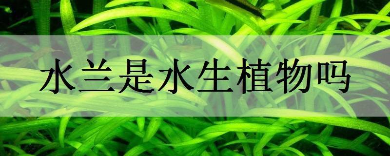 水蘭是水生植物嗎