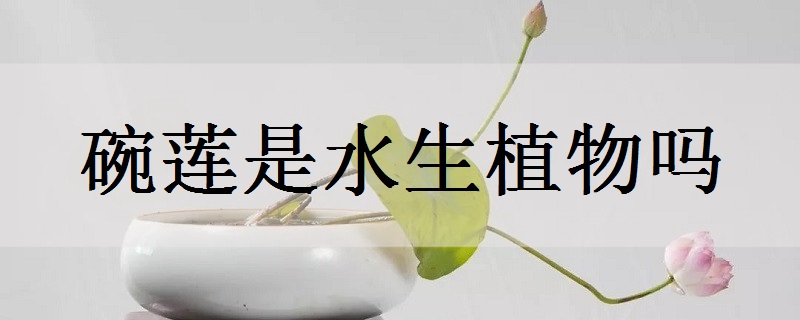 碗蓮是水生植物嗎