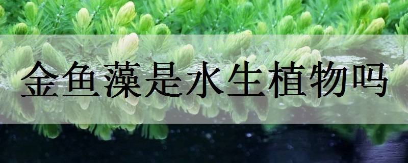 金魚藻是水生植物嗎