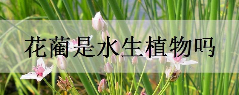 花藺是水生植物嗎