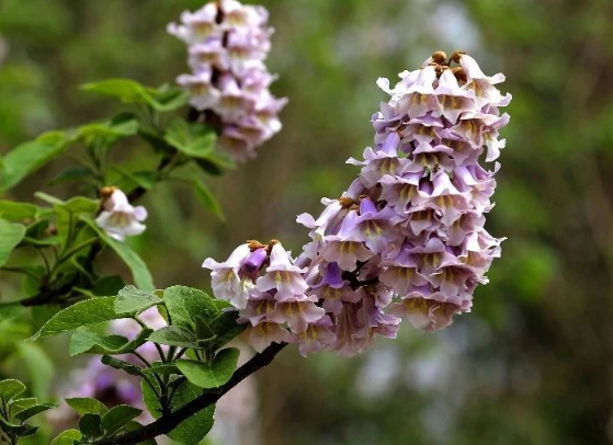 泡桐種植技術(shù) 泡桐指的是什么