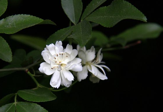 木香花花期有多長 如何栽培長得旺盛