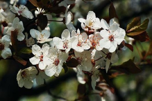 紅葉李花與櫻花的區(qū)別是什么 如何辨別這兩種植物