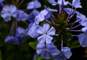 藍(lán)雪花葉子發(fā)黃怎么辦，藍(lán)雪花葉子發(fā)黃的解決方法/補(bǔ)水