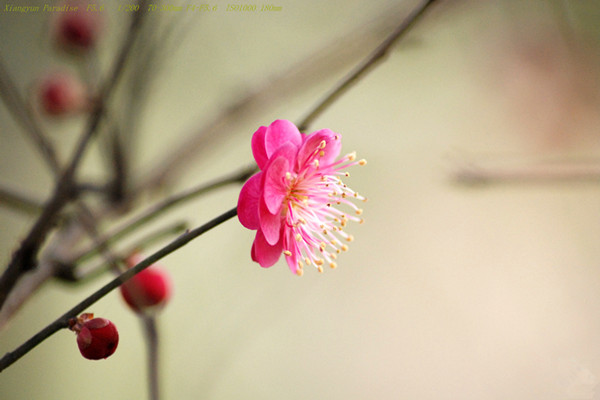 松紅梅的四季養(yǎng)護方法