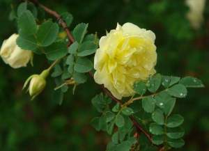 專家說(shuō)薔薇比一般的花卉植物好養(yǎng)活，所以又叫作“野生薔薇”