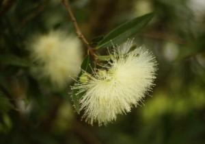 合歡花怎么治失眠，合歡花的功效與作用/藥用價(jià)值高