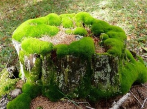 苔蘚是什么，苔蘚是怎么形成的(真菌衍生)