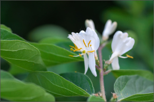 忍冬花的花語(yǔ)傳說(shuō) 忍冬花的美容功效與作用