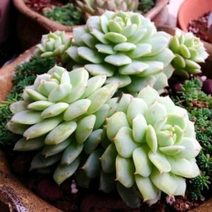 靜夜 Echeveria derenbergii