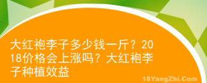 大紅袍李子多少錢一斤？2018價(jià)格會(huì)上漲嗎？大紅袍李子種植效益