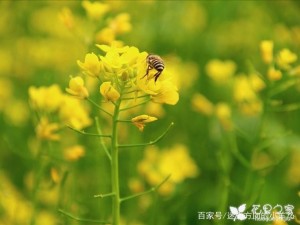 大家對油菜花是非常了解的，那油菜花的正確的種植方法是什么？